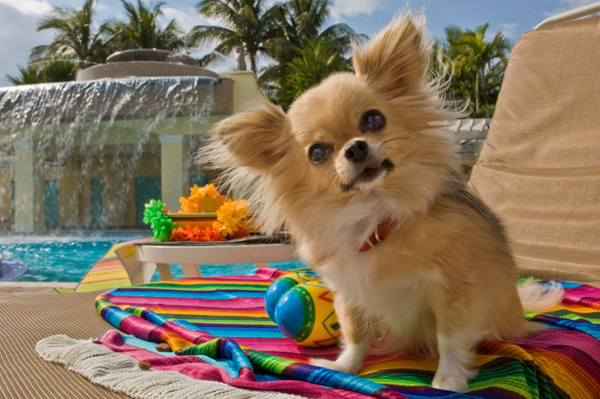 hotel para cachorros